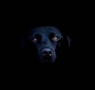 A black dog’s face emerging from darkness