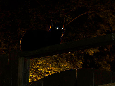 A cat at night
