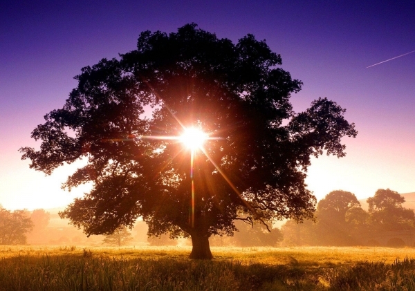Tree silhouetted against a sunset — Level Five, the Right Mind