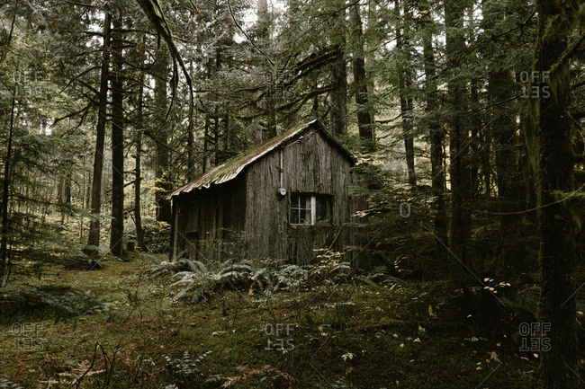Cabin in the woods